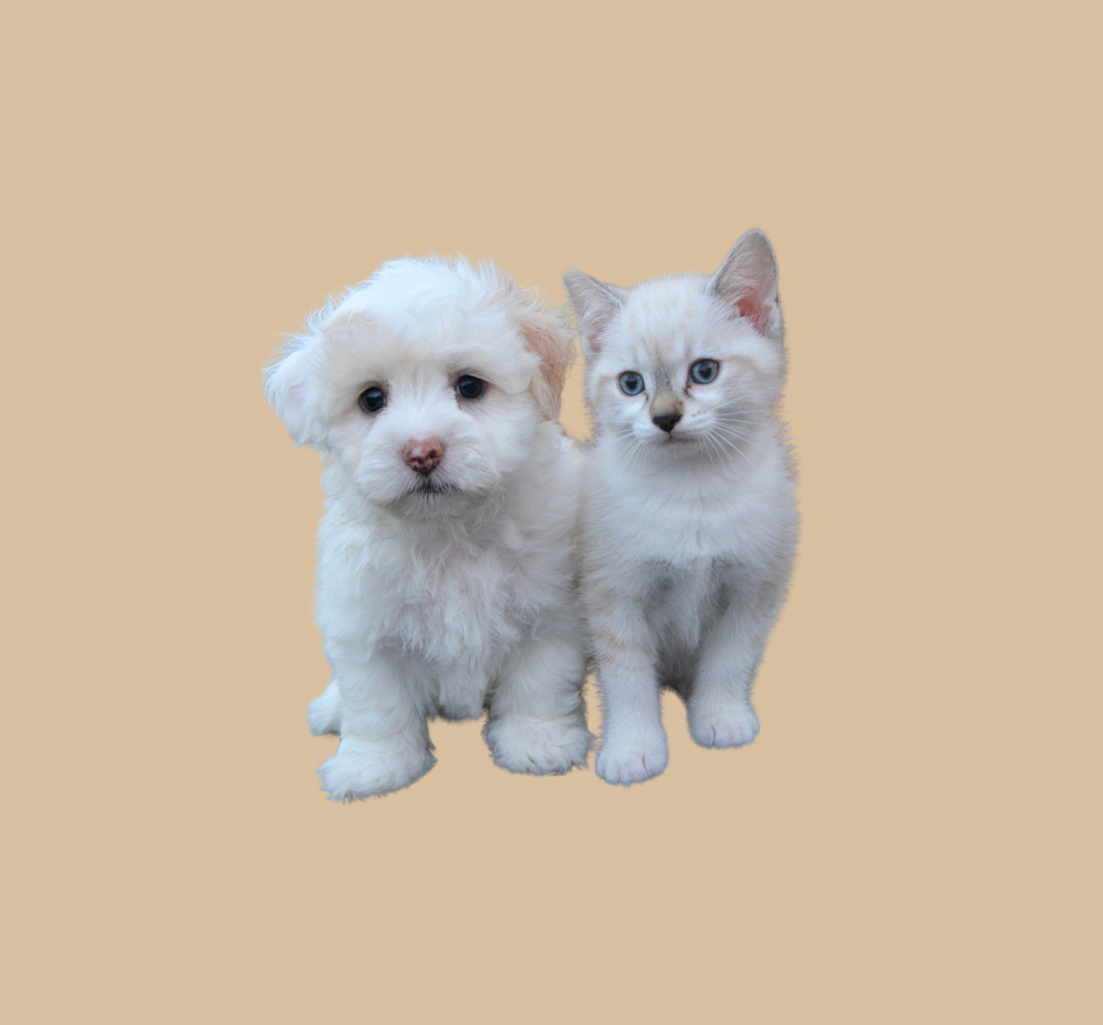 View of Puppy & Kitten Grooming - Tangled Pet Grooming