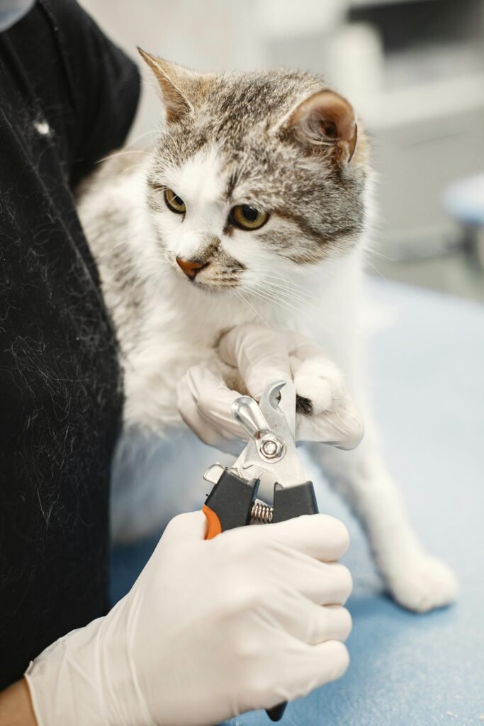Gallery Detail: Cat Grooming