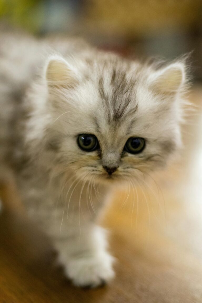 Tangled Pet Grooming Local Nelson & Tasman Pet Groomer My kitten's first groom in Richmond Nelson NZ