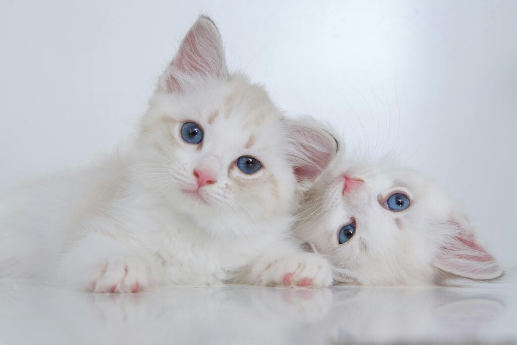 Tangled Pet Grooming Local Nelson & Tasman Pet Groomer Puppy and Kitten Grooming in Richmond Nelson NZ