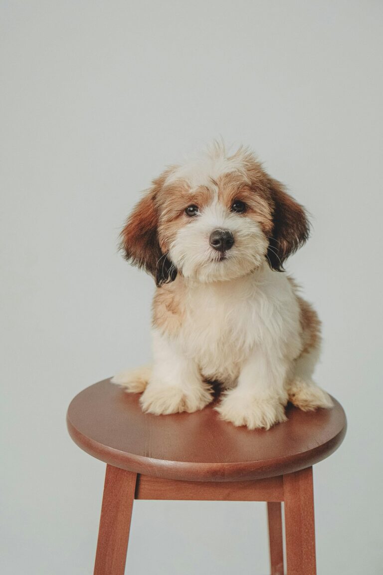Tangled Pet Grooming Local Nelson & Tasman Pet Groomer Puppy Grooming my puppy's first groom at Tangled Pet Grooming